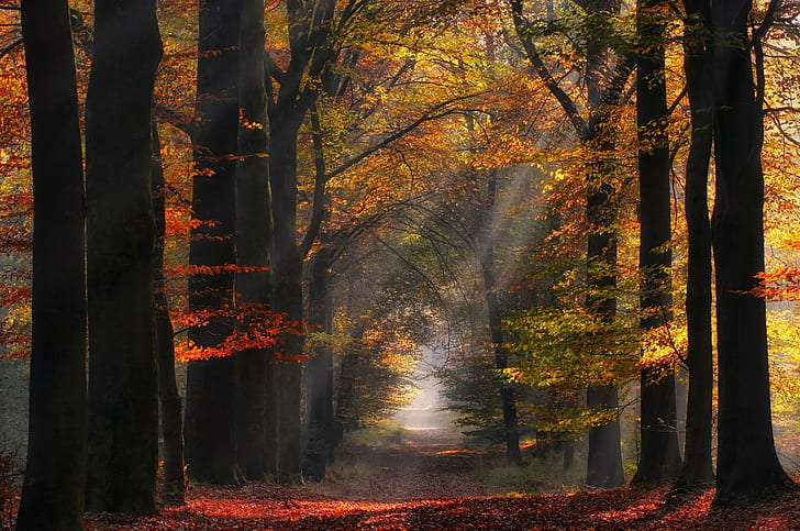 Herbstwald