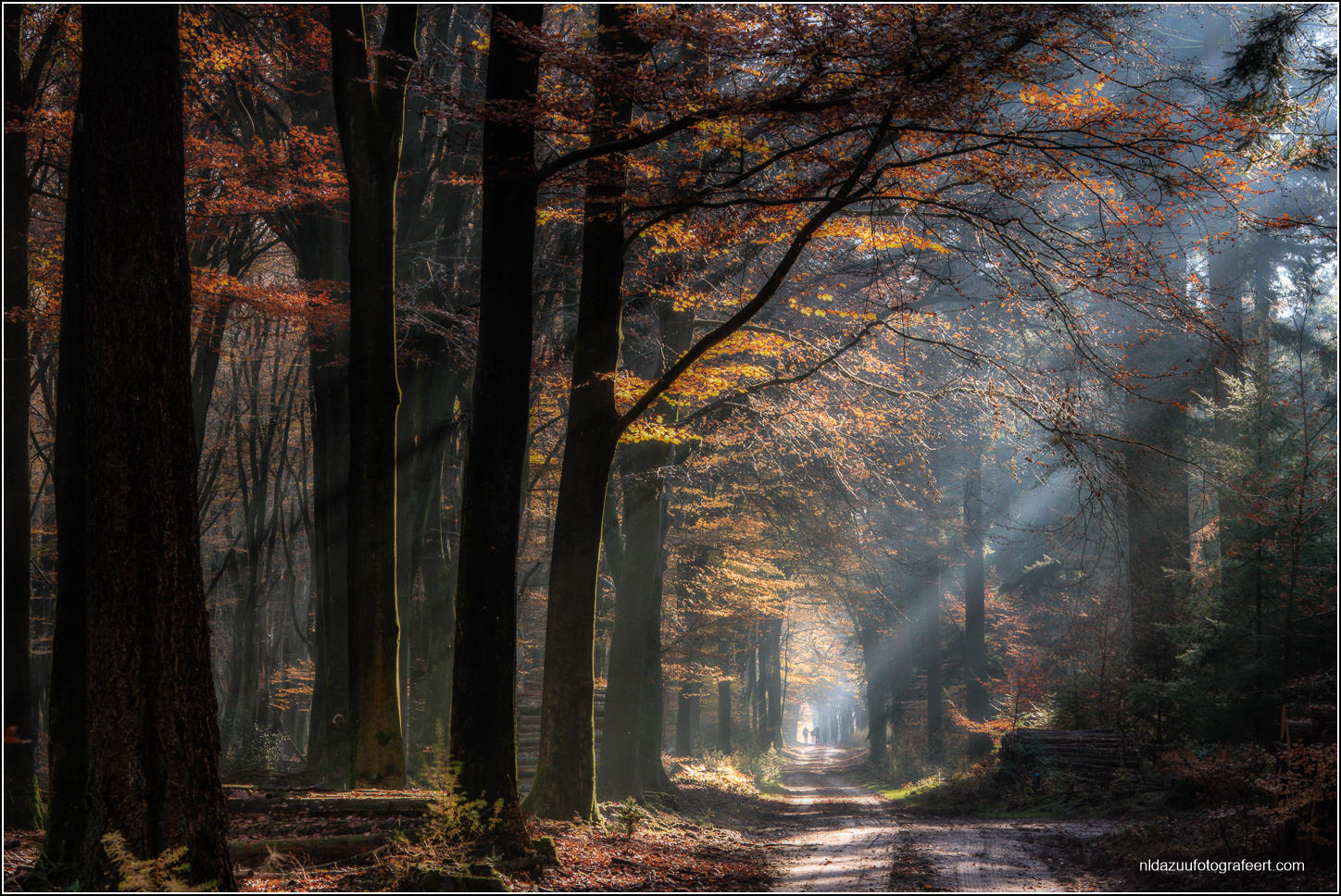 Herbstwald
